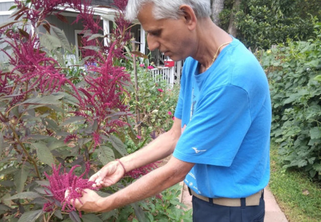 Raman tending to tall, red flowers.
