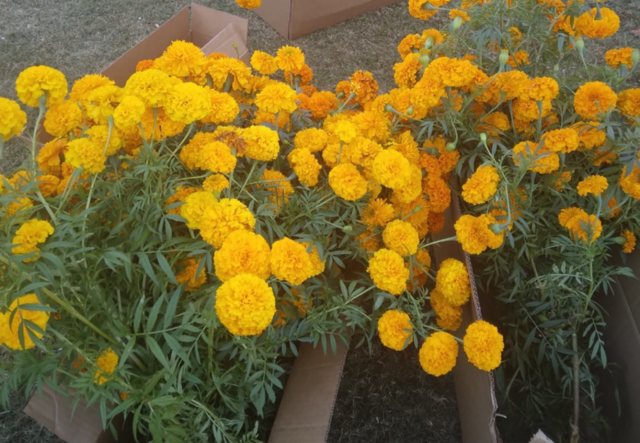 Two cardboard boxes filled with marigolds.