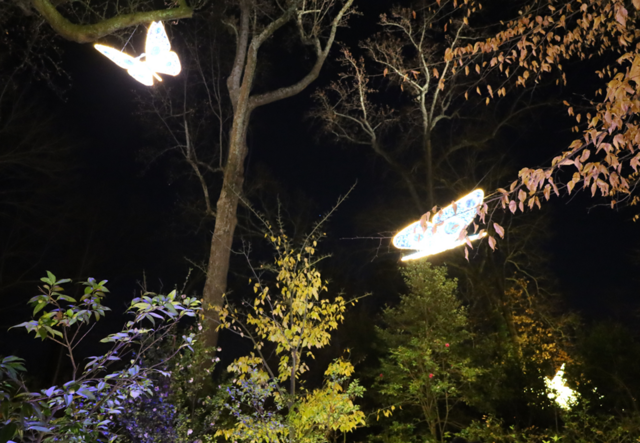 The Atlanta Botanical Garden's Butterfly Brook display at Garden Lights, Holiday Nights.
