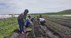 IRC job training participants planting onions and leeks at Rise and Root Farm in Chester, NY