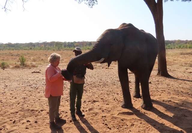 Housing Volunteer, Sylvia, feeding a rescue elephant named Laduma in Zimbabwe.