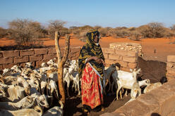 A Somalian woman standing in a herd of goats