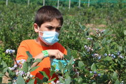 Blueberry Picking on a sunny community event day!