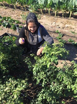 We Can Do It! Program participant harvesting peppers.