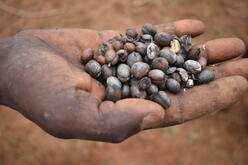 A handful of coffee beans that have been affected by drought in Ethiopia.