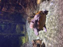 turtle in tank