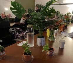 Plant display
