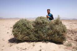 A man poses with a bushel of crops, against a barren, dry landscape.