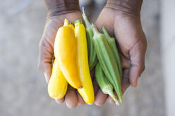 Hands holding yellow peppers and okra