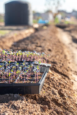 New plants spring up from the soil in the forefront of the garden