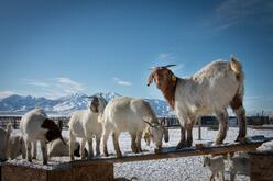 Utah Refugee Goats provides refugees in Salt Lake City opportunities to stay connected to their cultural practices