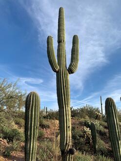 A large saguaro cactus and three smaller barrel cacti.
