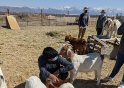 A volunteer from Judge Memorial High School pets the goats at the Utah Refugee Goat Project