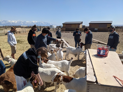 A handful of school-aged volunteers gather around a dozen goats, petting and photographing them in a pasture at the Utah Refugee Goats ranch.