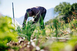 A New Roots farmer bending to pick up produce in the backgroun, surrounded by a foreground of out of focus green plants