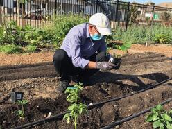 A man is crouched down while holding a potted strawberry plant, which he is about to place in a garden plot at Turlock Community Gardens.