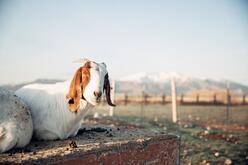 A white goat with brown markings on the head and ears lays on a table and looks at the camera, mountains and the ranch in the background.