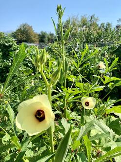 Large yellow okra flowers and young fruit growing in a New Roots Community Garden