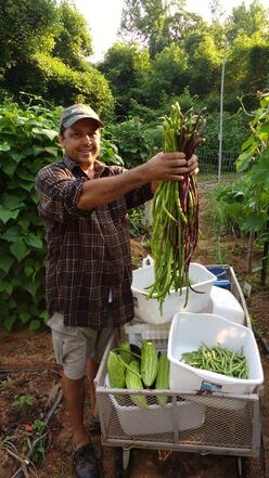 Man stands surrounding by lush green plants.  He holds two large bunches of long green and purple beans.  There are harvest bins full of produce at his feet.