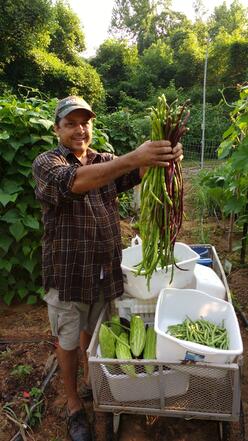 Man stands surrounding by lush green plants. He holds two large bunches of long green and purple beans. There are harvest bins full of produce at his feet.