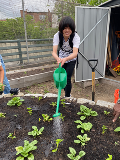 LIT student having fun at the New Roots Garden