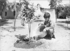 A young Afghan boy pours water onto the roots of a growing tree.