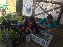 Growers with New Roots sort and bundle their produce to prepare it for sale