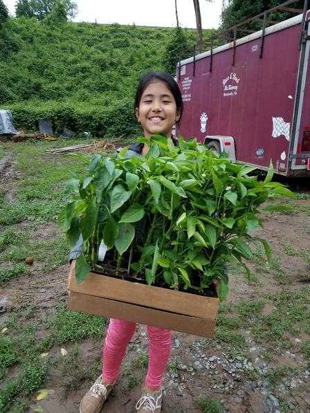 a child holds a tray of pepper plants