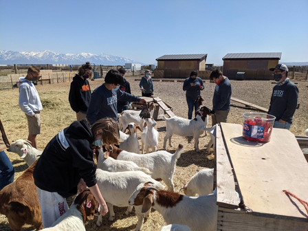 Group volunteers at the Utah Refugee Goat Project. A handful of school-aged volunteers gather around a dozen goats, petting and photographing them in a pasture at the Utah Refugee Goats ranch.