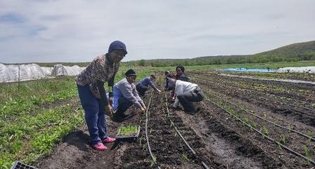 IRC job training participants planting onions and leeks at Rise and Root Farm in Chester, NY IRC job training participants planting onions and leeks at Rise and Root Farm in Chester, NY