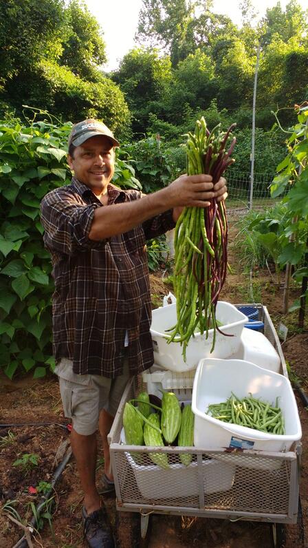 Refugee gardener holding up his harvest of long beans at a New Roots community garden in Charlottesville Man stands surrounding by lush green plants. He holds two large bunches of long green and purple beans. There are harvest bins full of produce at his feet.