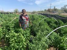 Anezi among her pepper plants