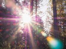 Ein Sonnenstrahl bricht durch die Bäume