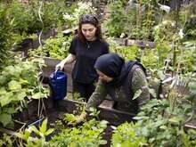 Zwei Personen beim gemeinsam Pflanzen in einem Garten.