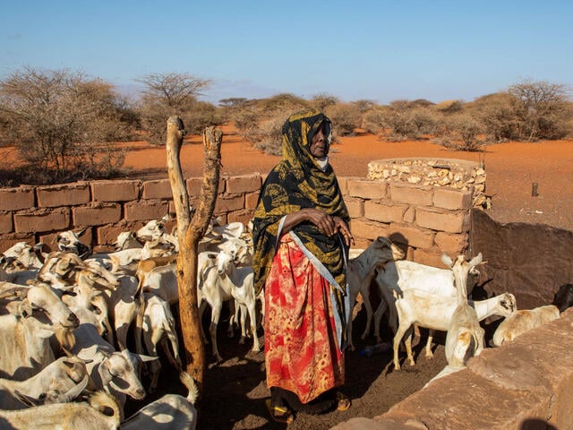 En kvinna från Somalia står vid en flock getter 