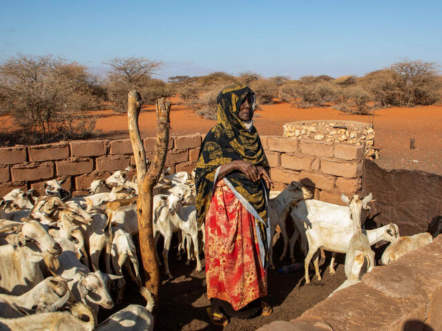 한 소말리아 여성이 가뭄으로 말라버린 그녀의 염소들 사이에 서 있다