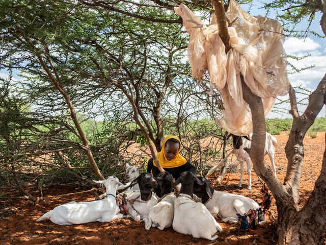 Nasteho's daughter tends to the goats.