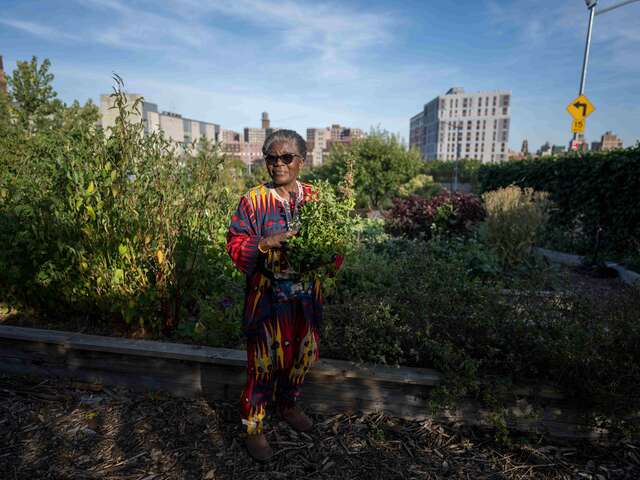 A woman with sunglasses stands in a field of tall, leafy vegetables on the New Roots farm with blue skies behind her.