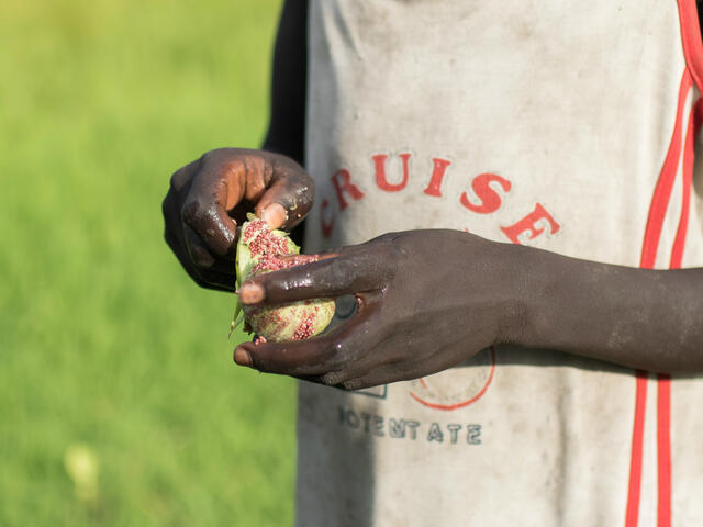 A girl eats a water lily in South Sudan's Unity State.