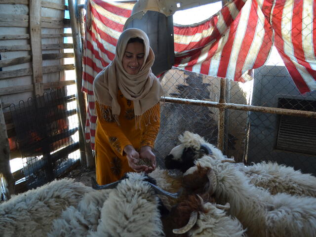 Farmer Safia feeds her sheep