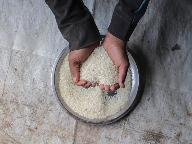 Hands holding rice.