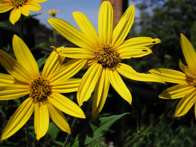 Image of Helianthus tuberosus that produces bright yellow flowers and a starchy, edible root.