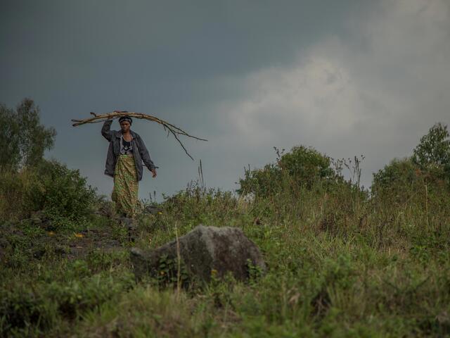 Against a lush green landscape, a woman walks carrying large sticks over her head. 