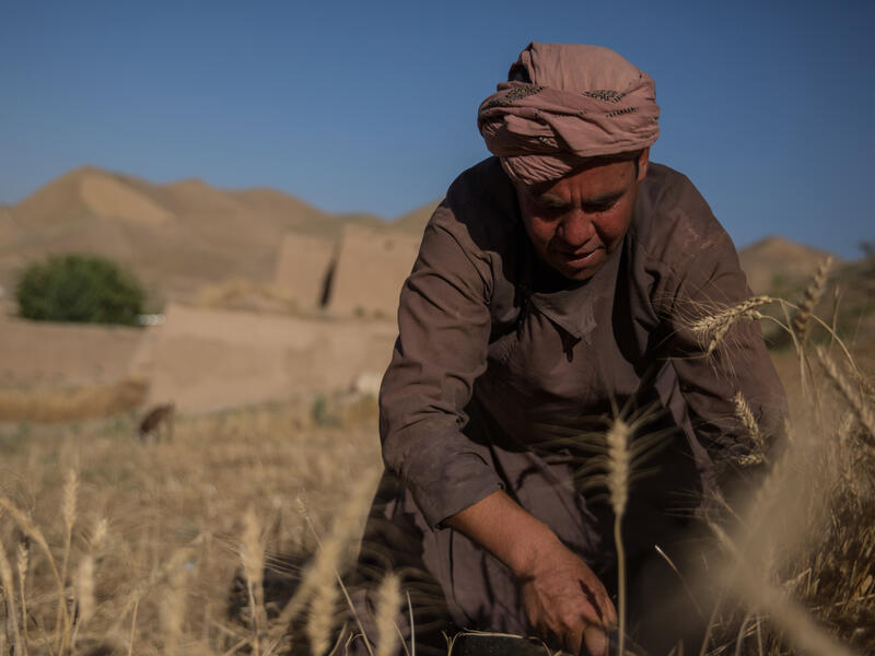 With desert mountains in the distance, a man bends over the tend to crops in his farm. 