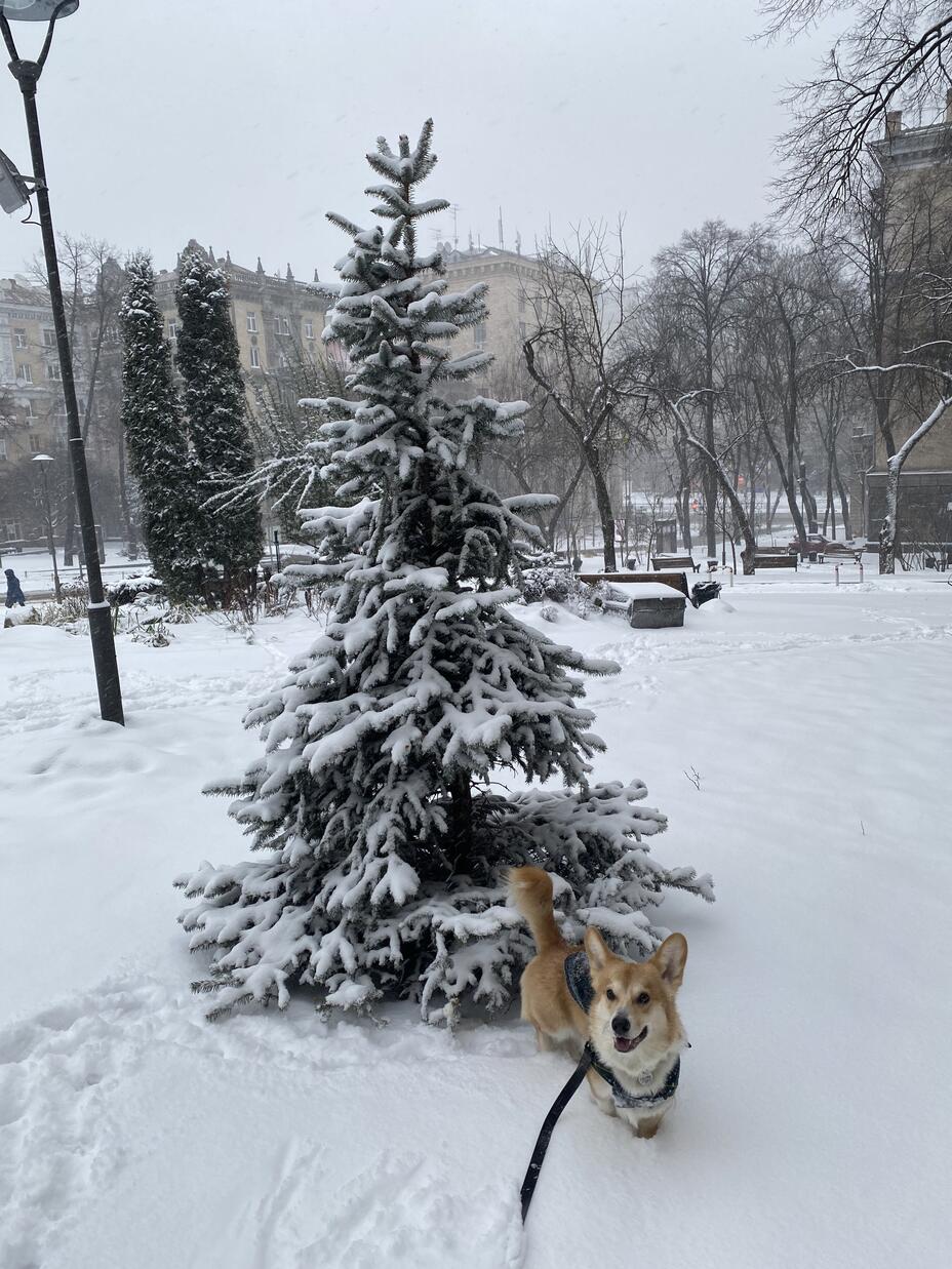 A corgis standing in front of a snowy evergreen tree in Kyiv