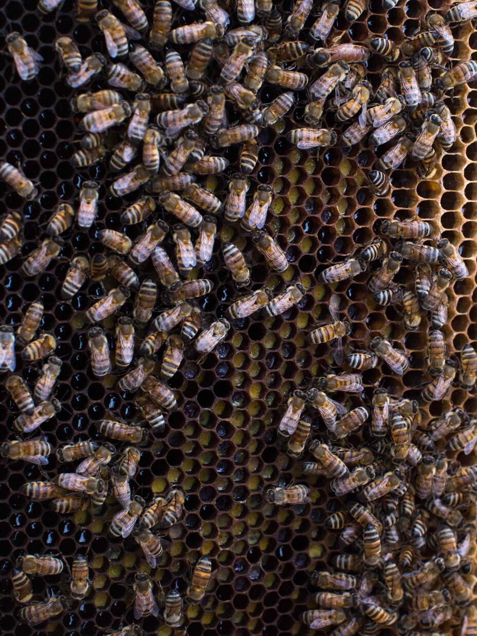 Bees in a hive