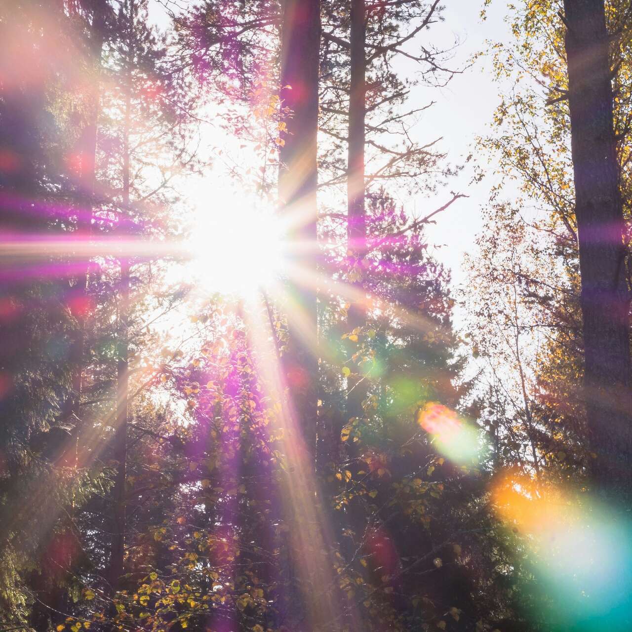 Ein Sonnenstrahl bricht durch die Bäume