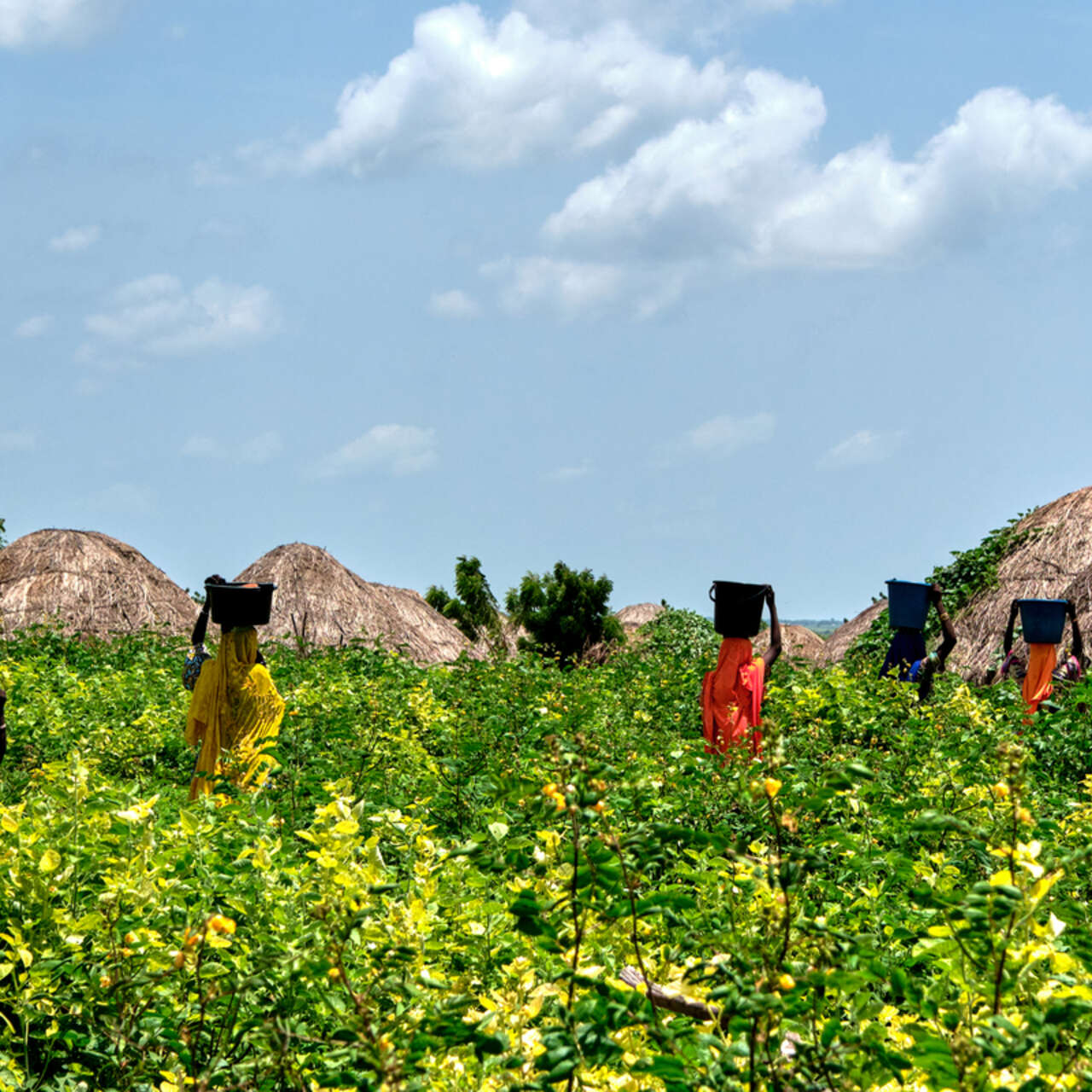 Fem flickor bär hinkar på huvudet genom ett grönt fält. 