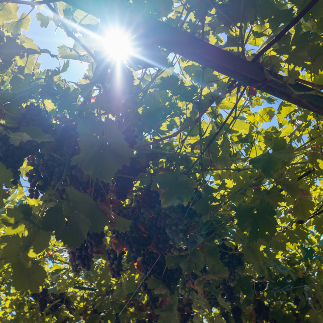 Mörka vindruvsklasar hänger under en pergola, sedda underifrån. Solen skiner genom gröna och gula vinblad mot en blå himmel.