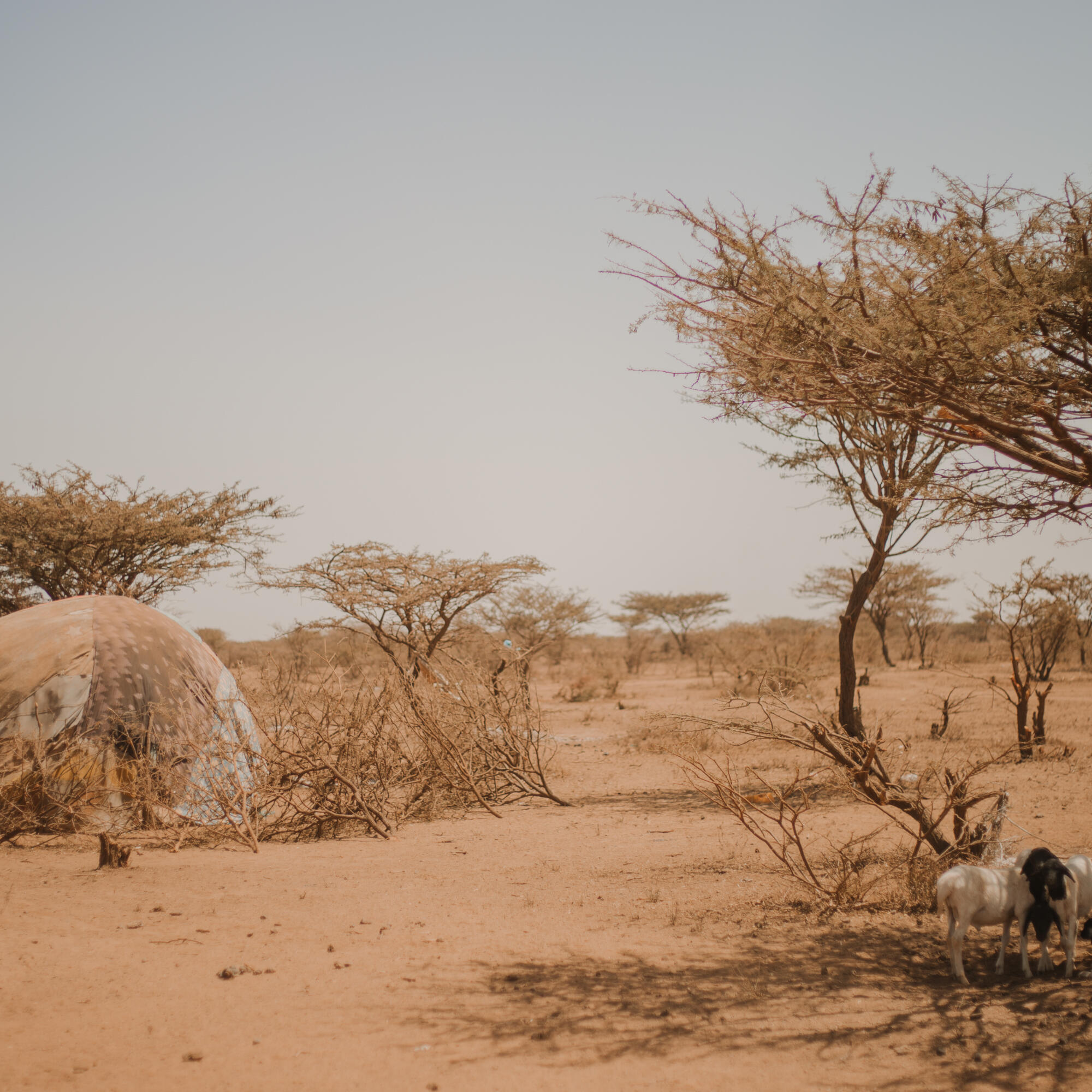 A barren, dry landscape with a shelter a few goats lying in the shade of a dead tree,